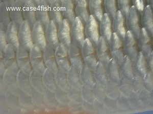 Foto Galerie/Cypriniformes/Cyprinidae/Rutilus rutilus/Rutilus rutilus_08_S.jpg